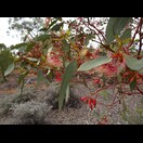 Eucalyptus torquata